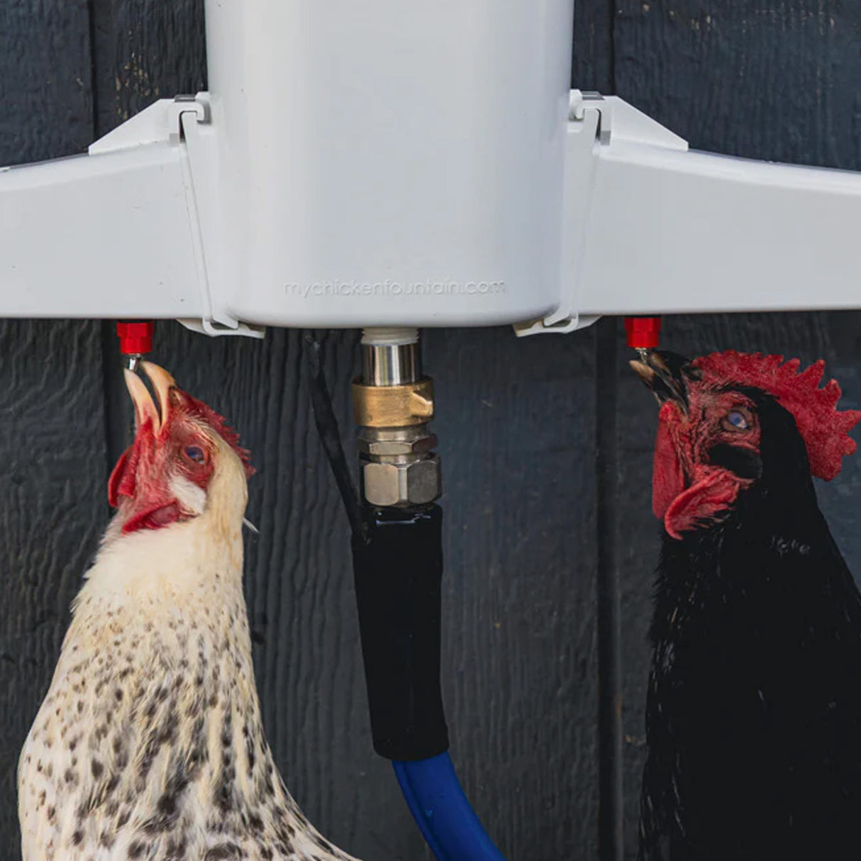 Close-up of The Chicken Fountain Gen 2 automatic chicken waterer connected to a garden hose with poultry drinking nipples