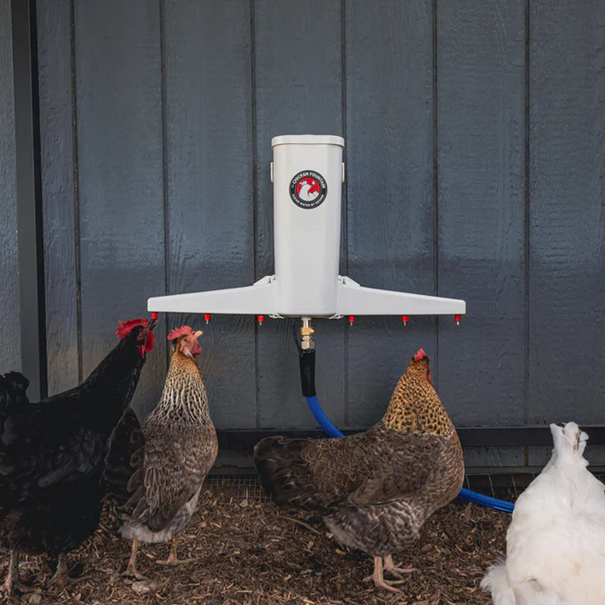 Backyard flock drinking from The Chicken Fountain Gen 2 wall-mounted automatic poultry watering system