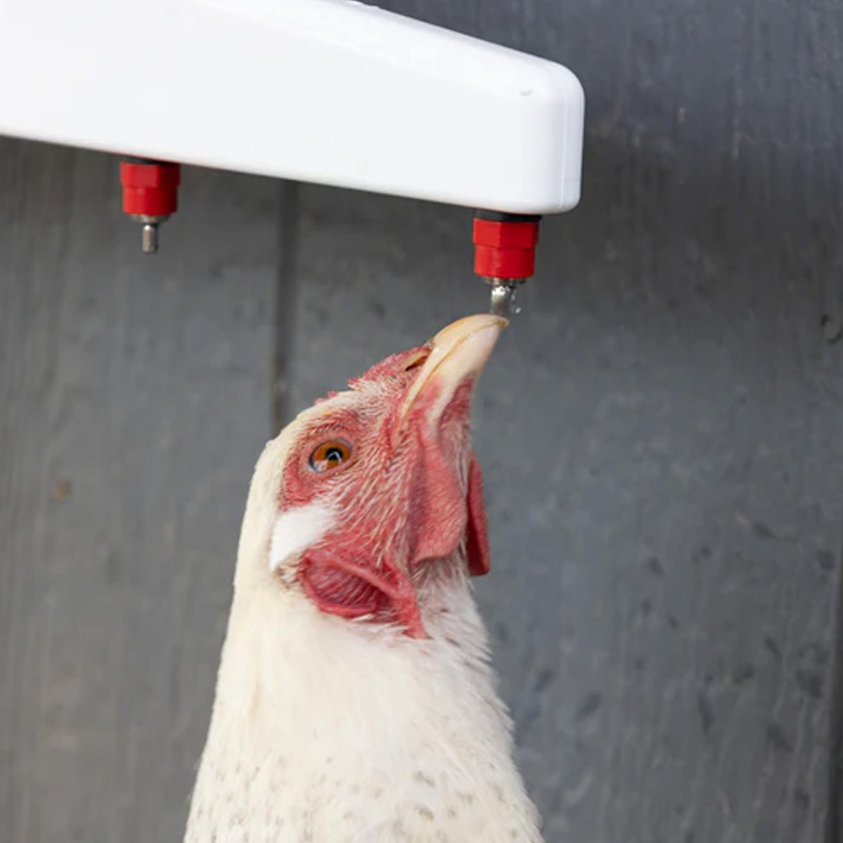 Hen using The Chicken Fountain Gen 2 horizontal nipple drinker for clean, on-demand drinking water