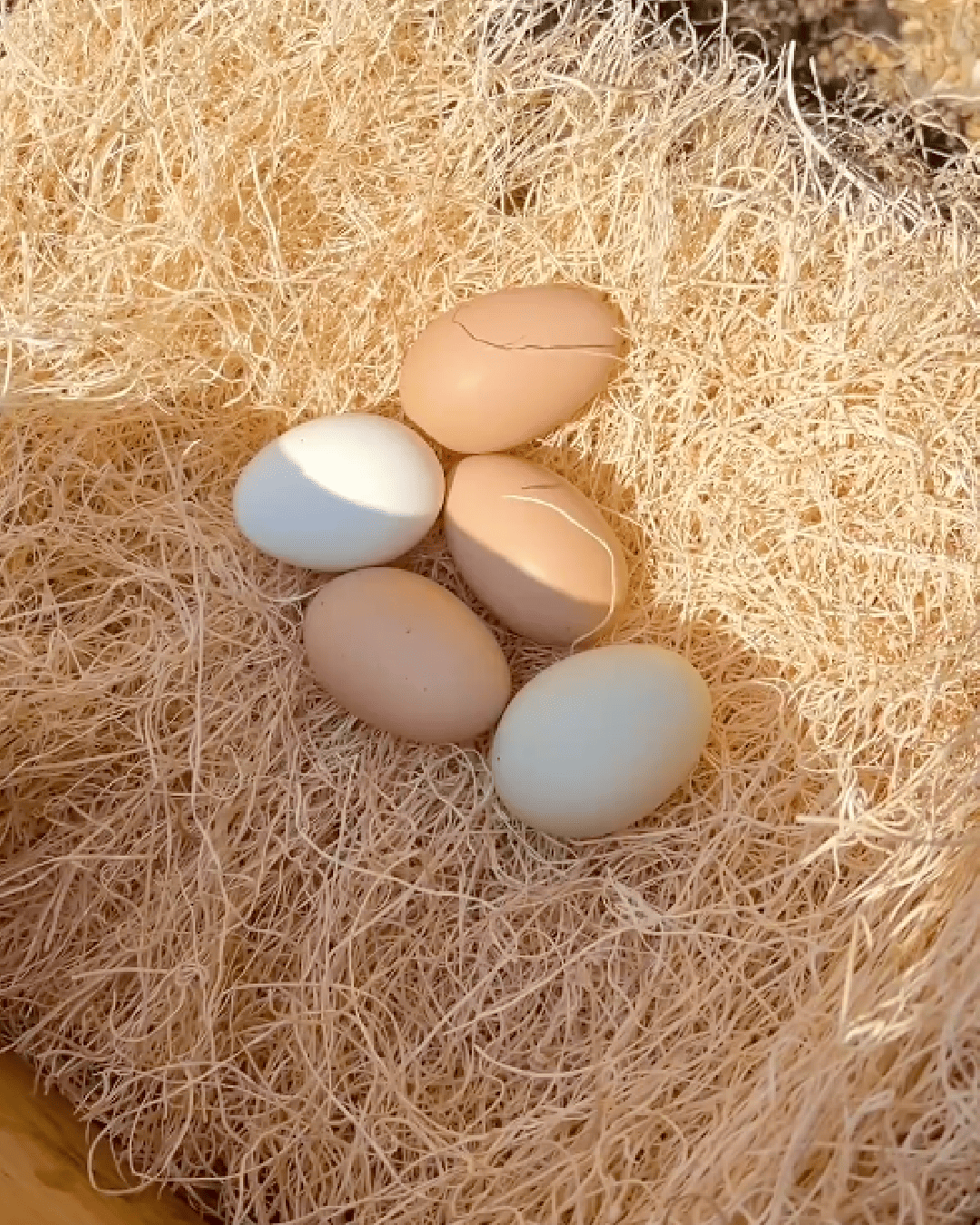 Mile Four Chicken Nesting Pads (Aspen)
