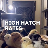 Hatching Time Cimuta CT Series egg incubators. Image shows baby chicks inside of CT incubator. Light is on in the incubator and ventilation system can be seen in background for incubator. Image text reads High Hatch Rates.