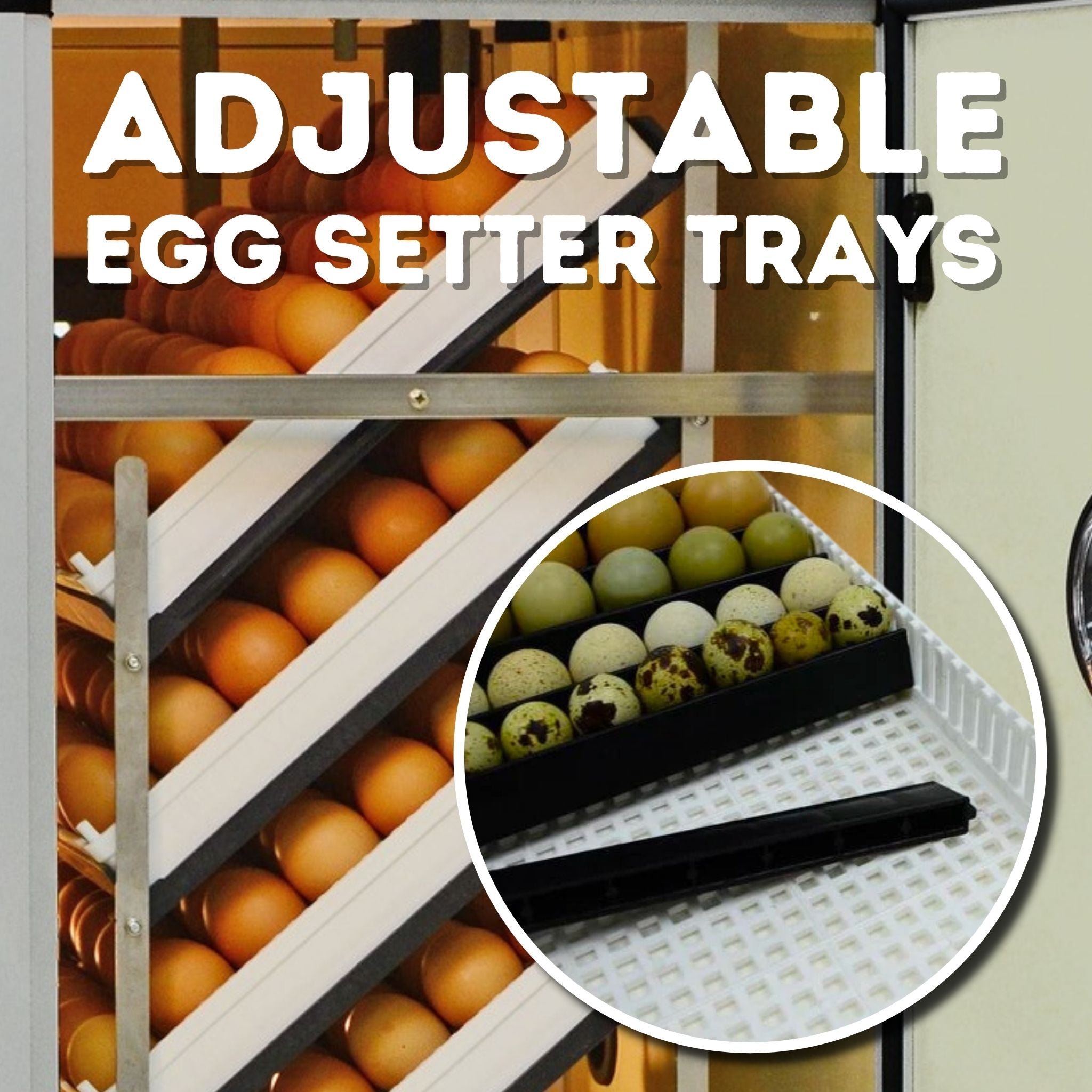 Hatching Time Cimuka. Image shows highlight of adjustable egg setter trays. Various types of eggs can be seen in image such as quail and chicken eggs on the same tray.