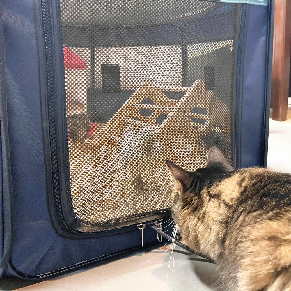 Hatching Time Hen Pen pop up brooder shown with a cat looking into the brooder filled with chicks.