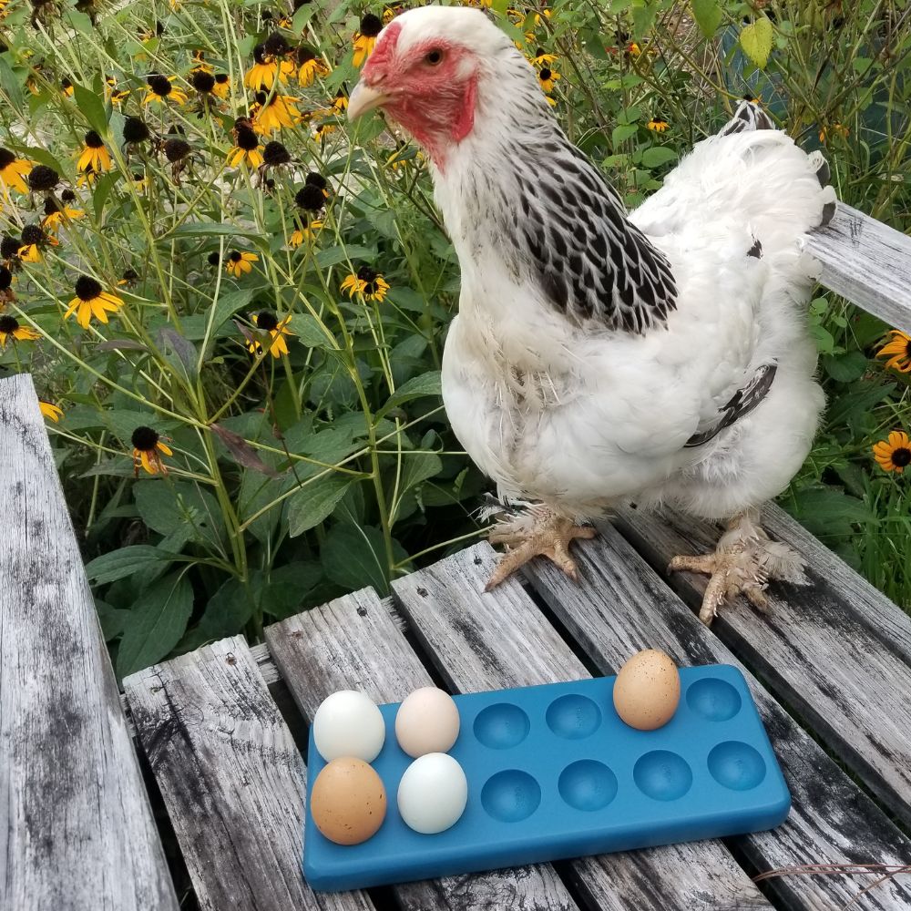 Hatching Time. Henlay Decorative Blue Egg Tray shown next to a chicken on bench.