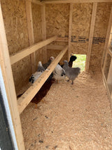 Chicken Coop - Large (Up to 15 Chickens)
