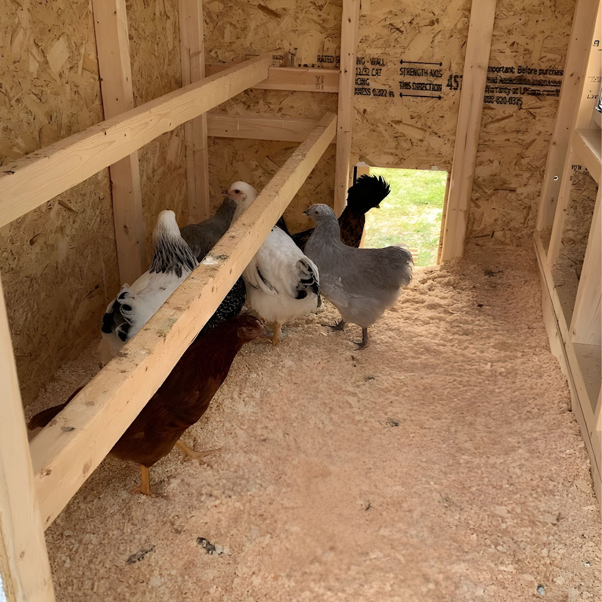 Chicken Coop - Medium (Up to 10 Chickens)