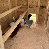 Chicken Coop - Medium (Up to 10 Chickens)