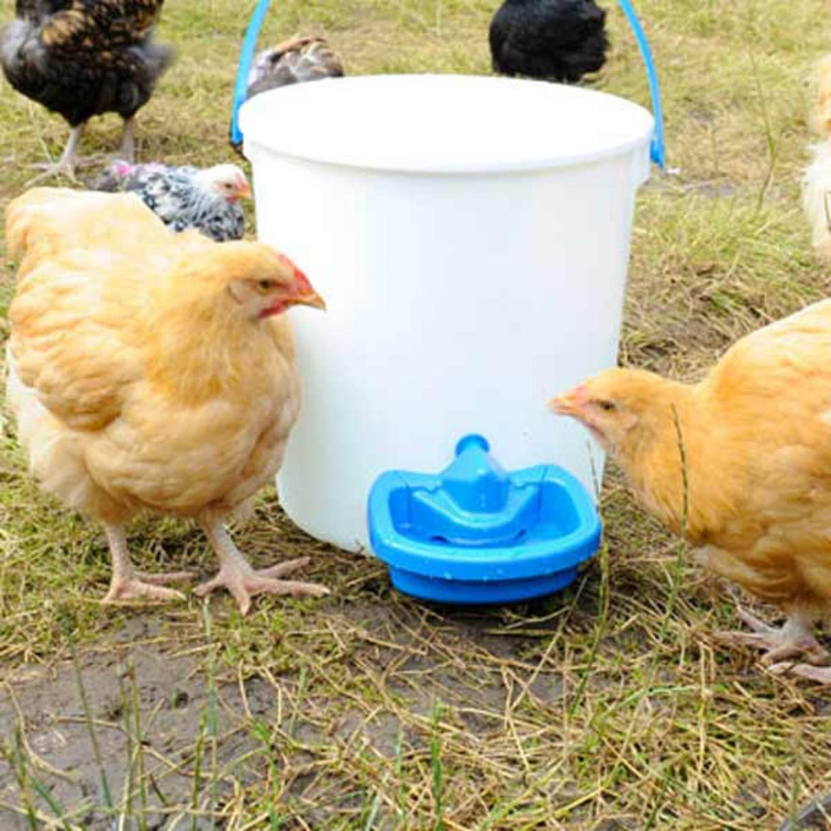 Hatching Time Maxicup. Automatic poultry waterer can be seen in image attached to water bucket and 2 chickens by it in the grass.