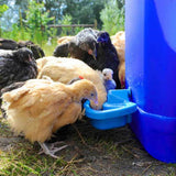 Hatching Time Maxicup. Automatic poultry waterer can be seen in image  being used by a group of chickens.