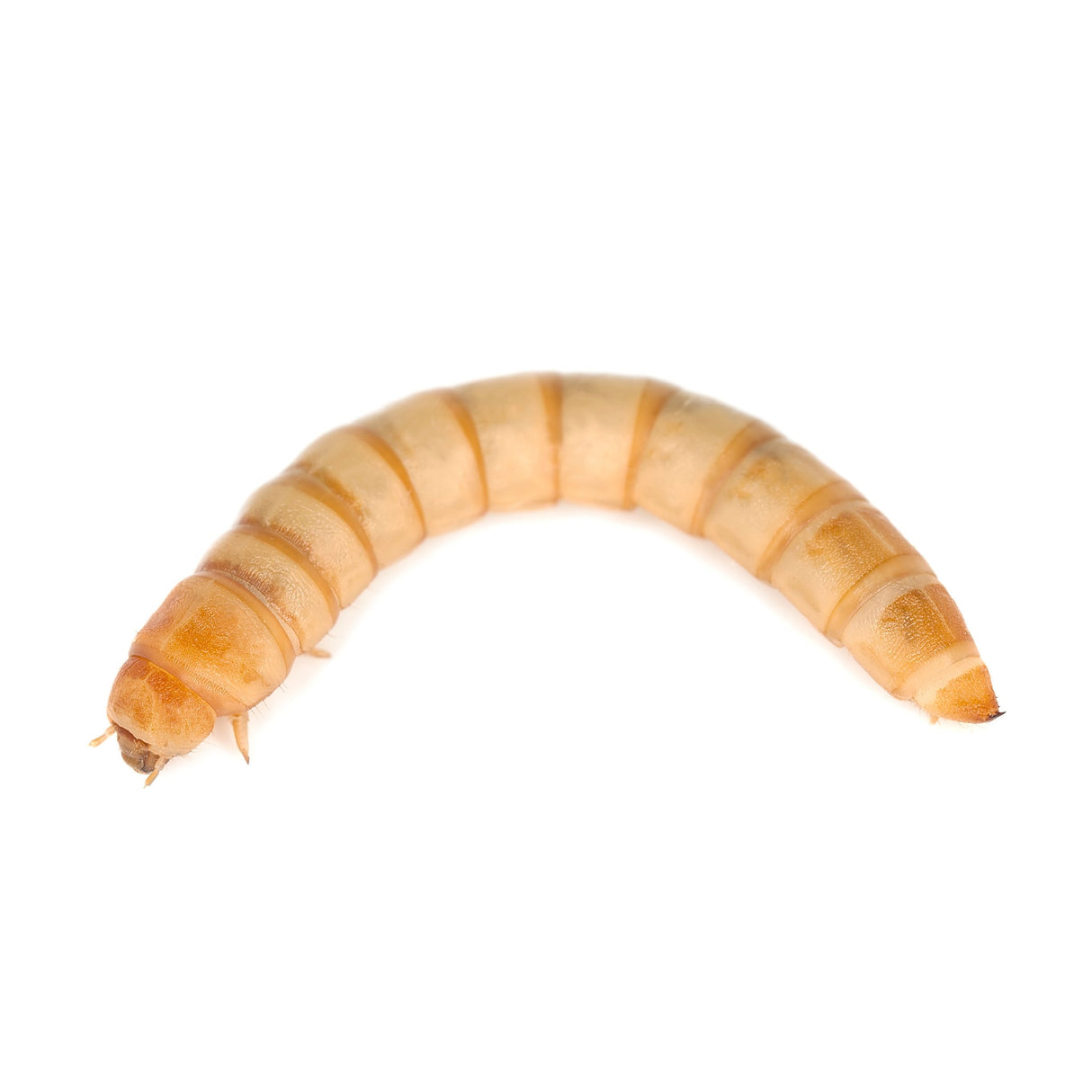 Live Mealworm