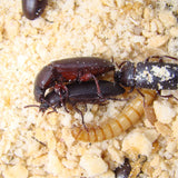 Mealworm & Beetle Starter Pack