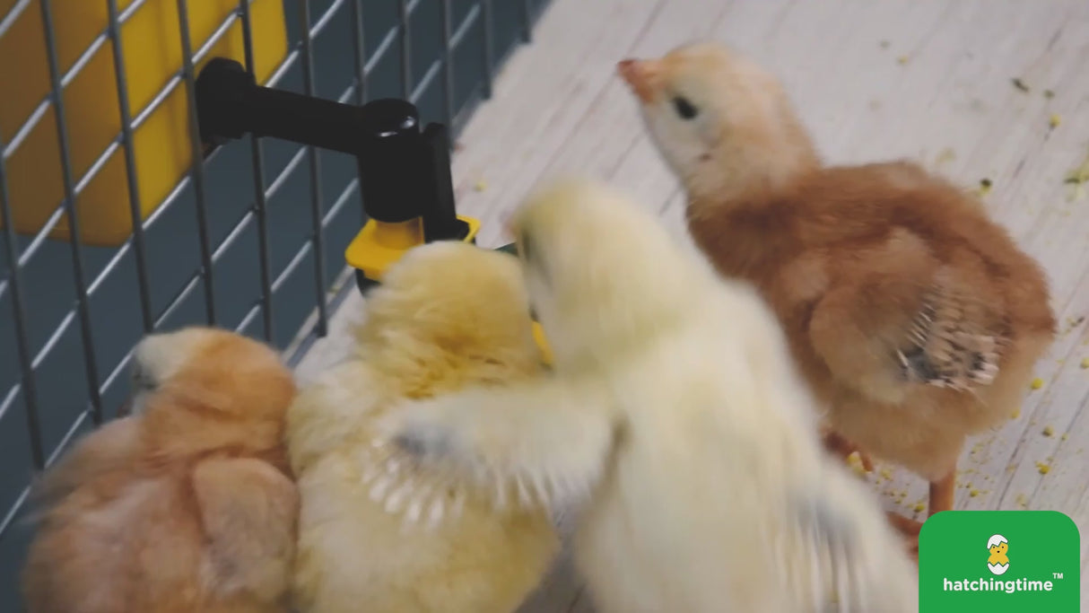 1L Poultry Drinker w/ Auto-Fill Cup