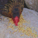 Bone and Mobility - Natural Joint & Bone Support for Chickens