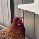 Watch The Chicken Fountain® Gen 2 automatic chicken waterer installed in a backyard chicken coop. The video showcases the wall-mounted, auto-filling watering system with horizontal nipple drinkers as chickens comfortably drink fresh, clean water on demand. It highlights the closed-system design, garden hose connection, elevated mounting, and low-maintenance operation that helps keep water cleaner while reducing daily refilling and cleaning.