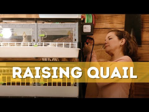 Quail Cage - 1 Section