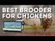 Chick Brooder - 2 Layer H: 15"