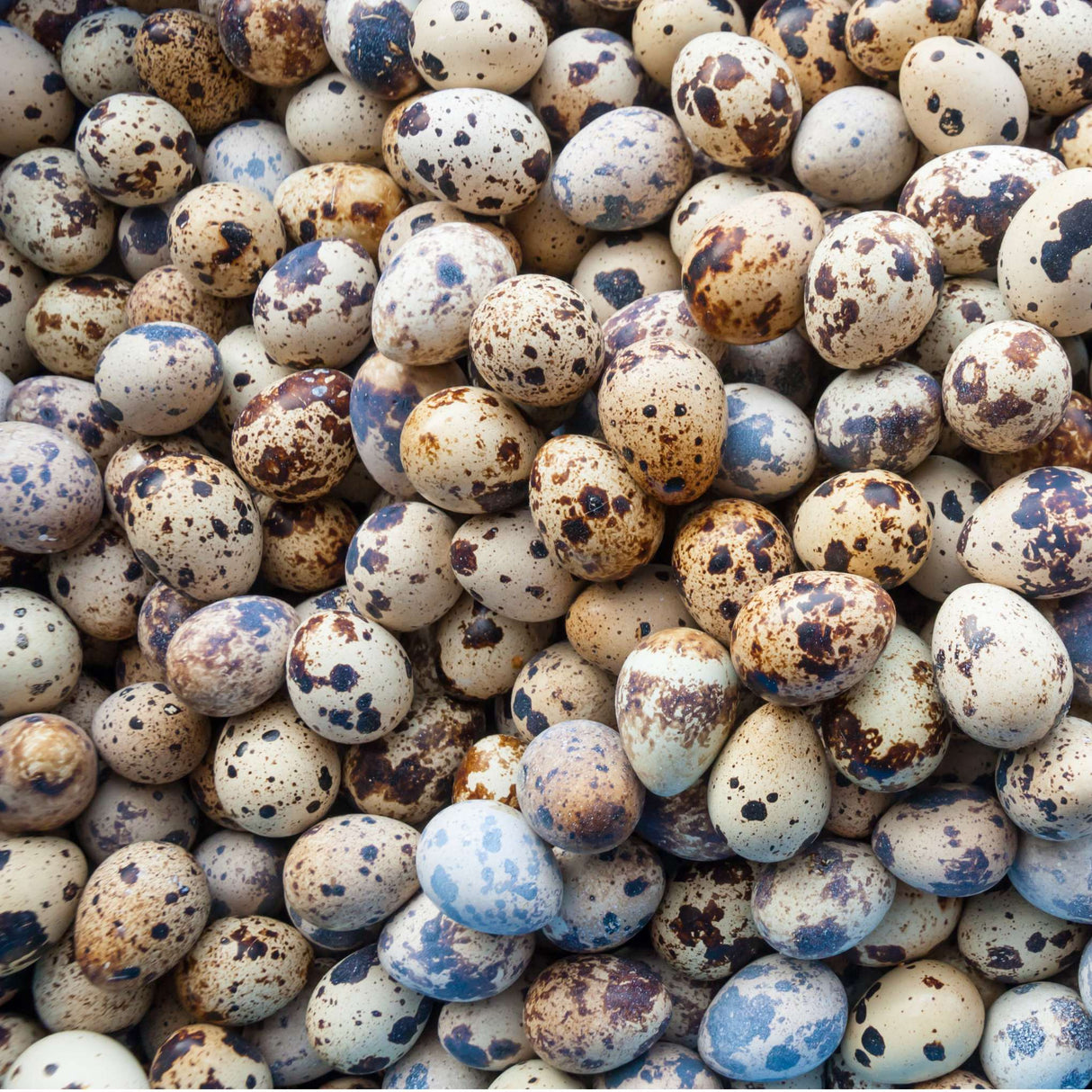 Hatching Eggs: Quail (Coturnix Jumbo)