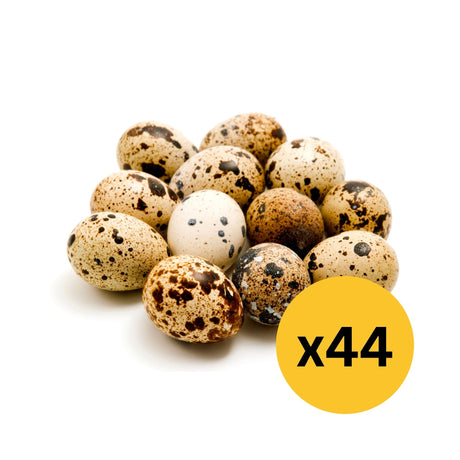 Hatching Eggs: Jumbo Quail - Color Mix