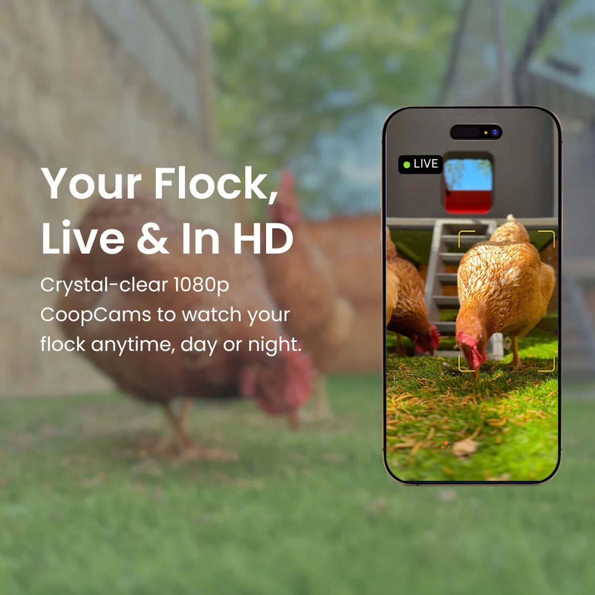 Phone screen showing chickens with text about live HD flock monitoring system.