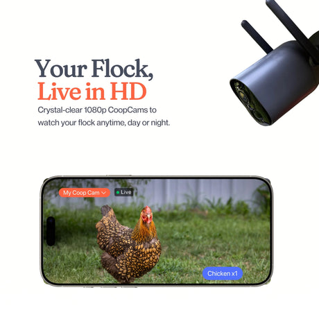 CoopCam device with smartphone displaying live footage of chickens, text 'Your Flock, Live in HD'.