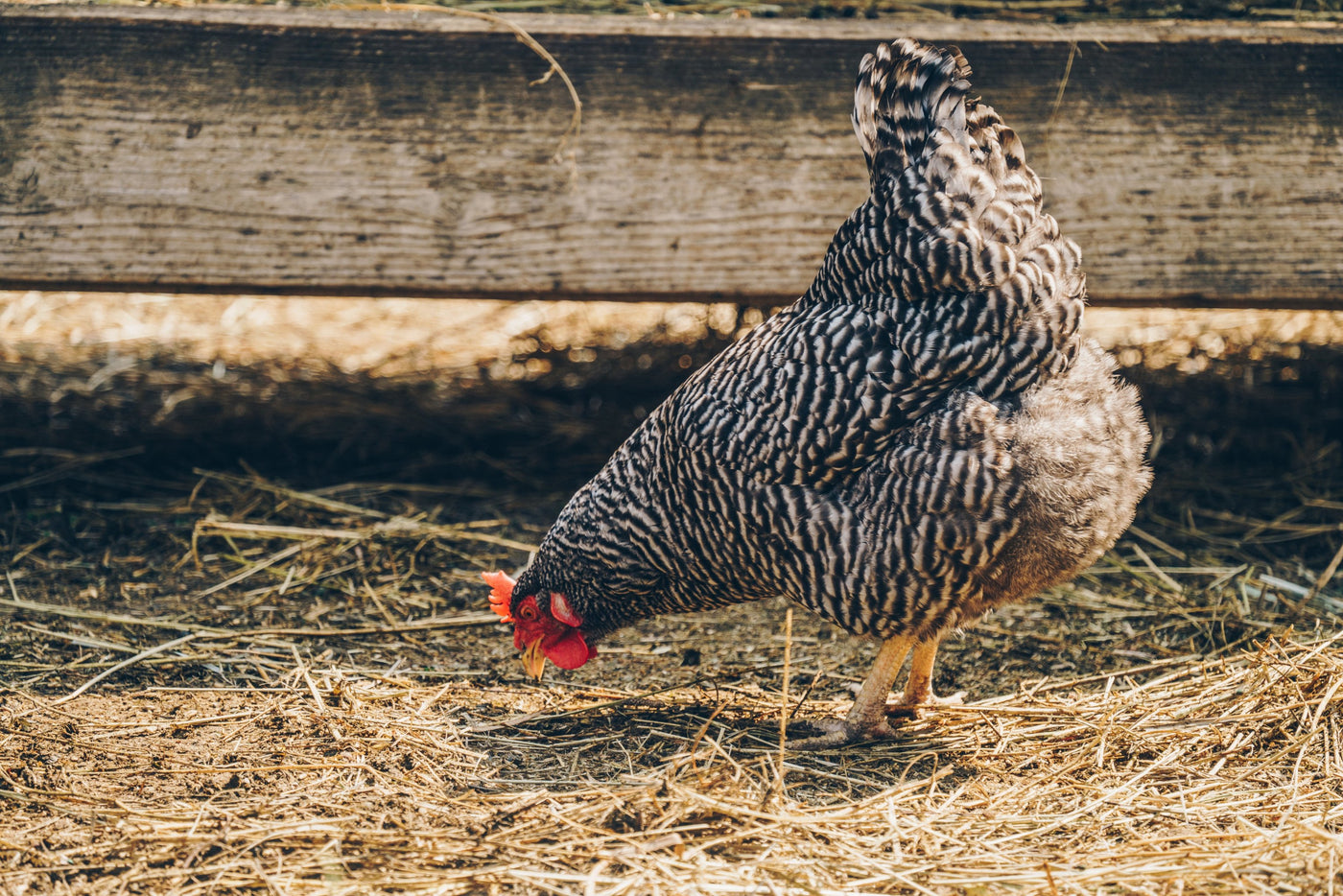 Hatching Time. A speckled hen can be seen picking at feed on the  ground surrounded by hay with a wood board in the background.