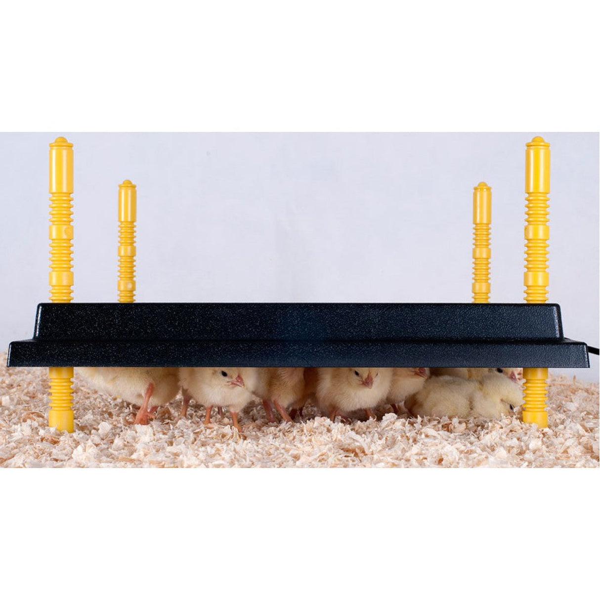 Warmzy Heating Plate (14" x 14") 25-30 chicks