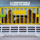 Young game birds inside a Cimuka grow-out pen with yellow cage dividers, front feeding access, and enclosed rearing compartments.