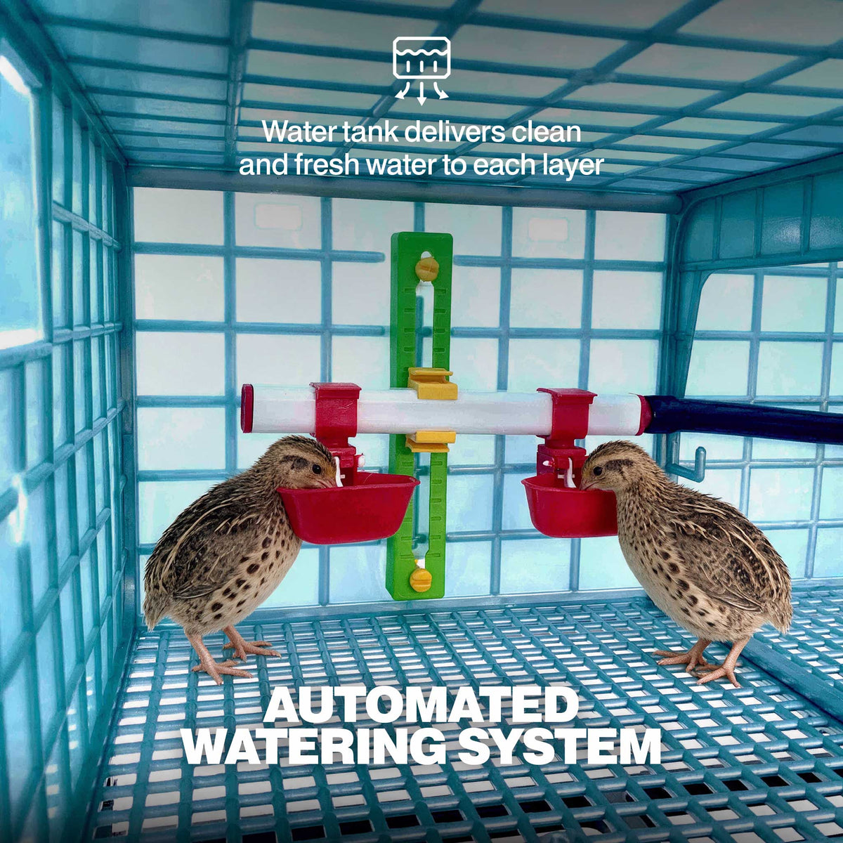 Young game birds drinking from nipple drinkers inside a Cimuka poultry grow-out pen, showing the integrated gravity-fed watering system.