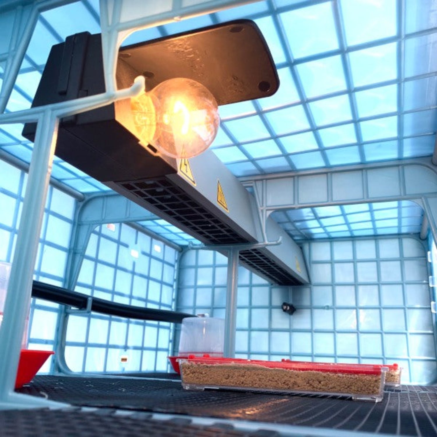 Cimuka Chick Brooder Heating Unit inside of brooder. Lightbulb can be seen and powered on. Starter feeder and drinkers visible inside the brooder as well. - 9.5 inch - Hatching Time