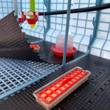 Hatching Time Cimuka Interior of 15 Inch Brooder shown. Chick floor mat shown as removable, starter feeder, starter drinker and wall mounted drinker system shown.
