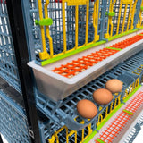 Hatching Time Cimuka. TYK40 15” Chicken cage 4 layer. Image shows chicken cage from angled view. Close up view shows 3 eggs are in roll out egg tray for easy egg collection. Full feeding trough with smart feeder grill can be seen.