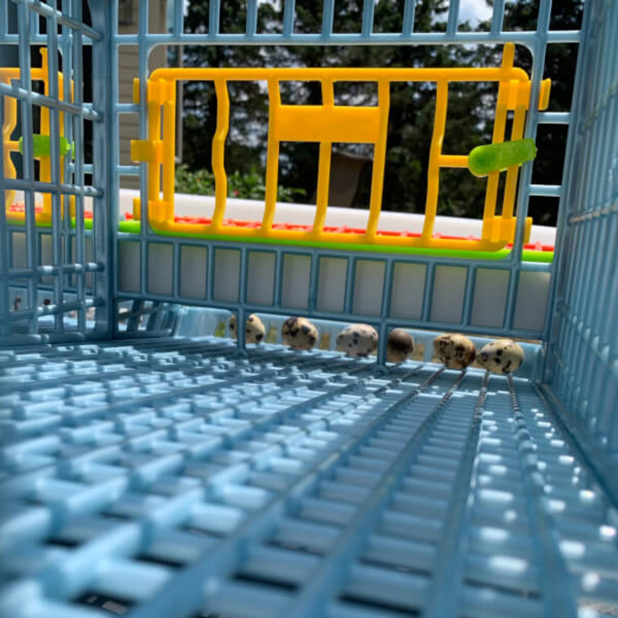 Hatching Time Cimuka Quail Cage interior showing roll-out egg tray system.