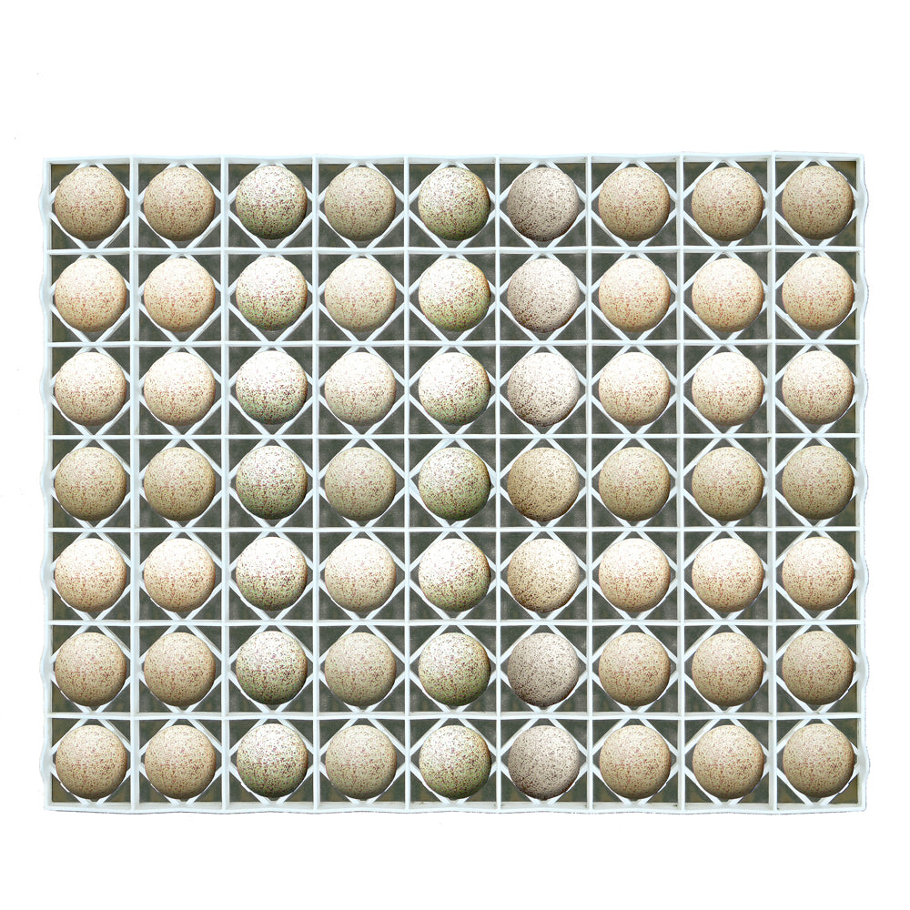 Egg Setter Tray - Duck/Turkey - 63 Eggs (Plastic, Washing