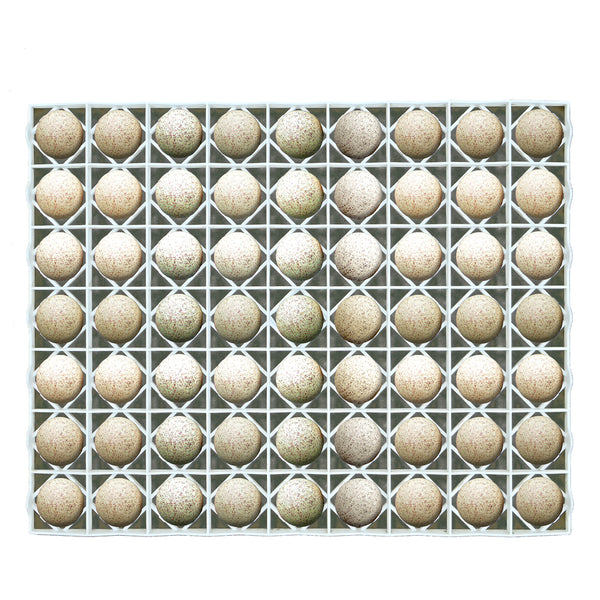 Egg Setter Tray - Duck/Turkey - 63 Eggs (Plastic, Washing