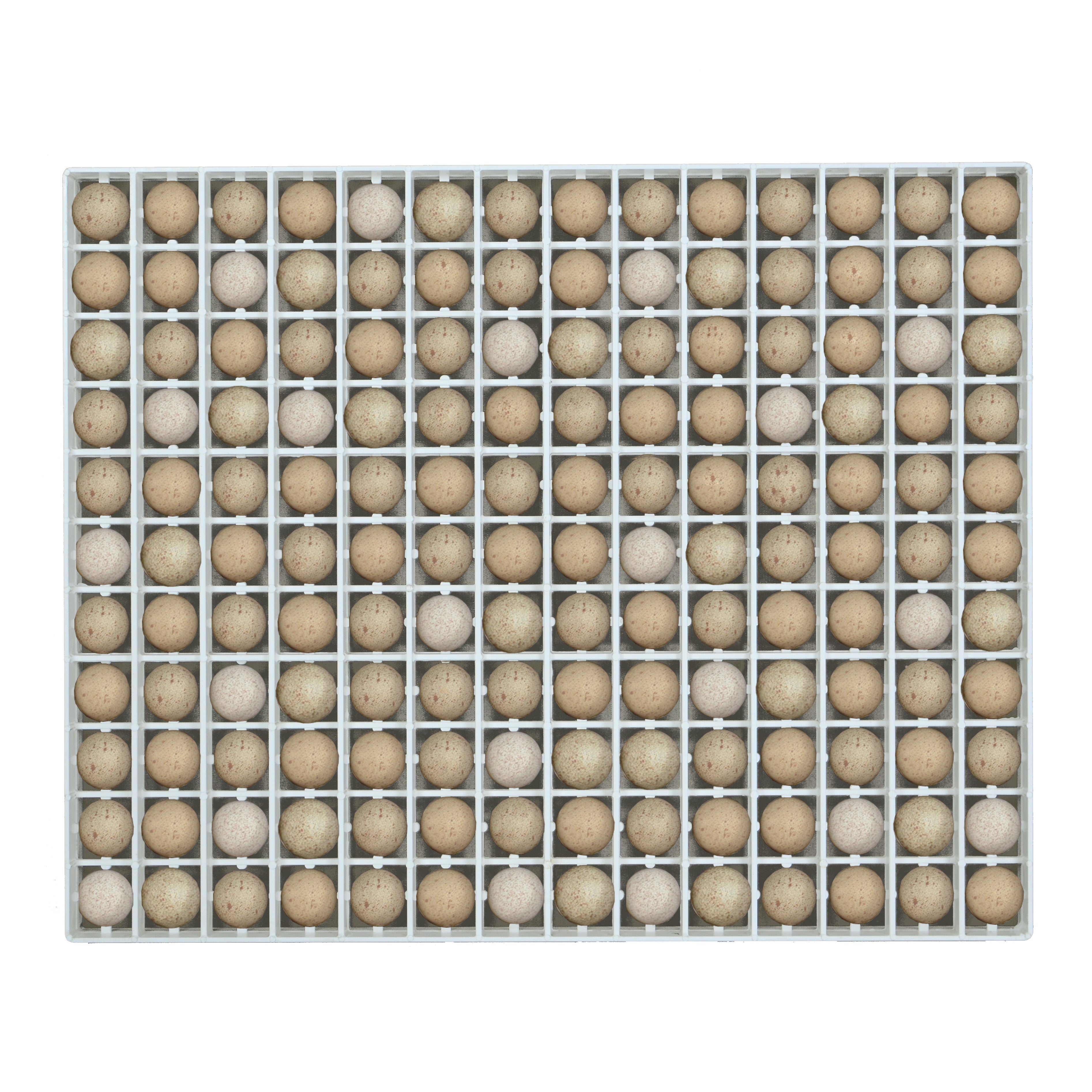 Egg Setter Tray - Partridge - 154 Eggs (Plastic, Washing