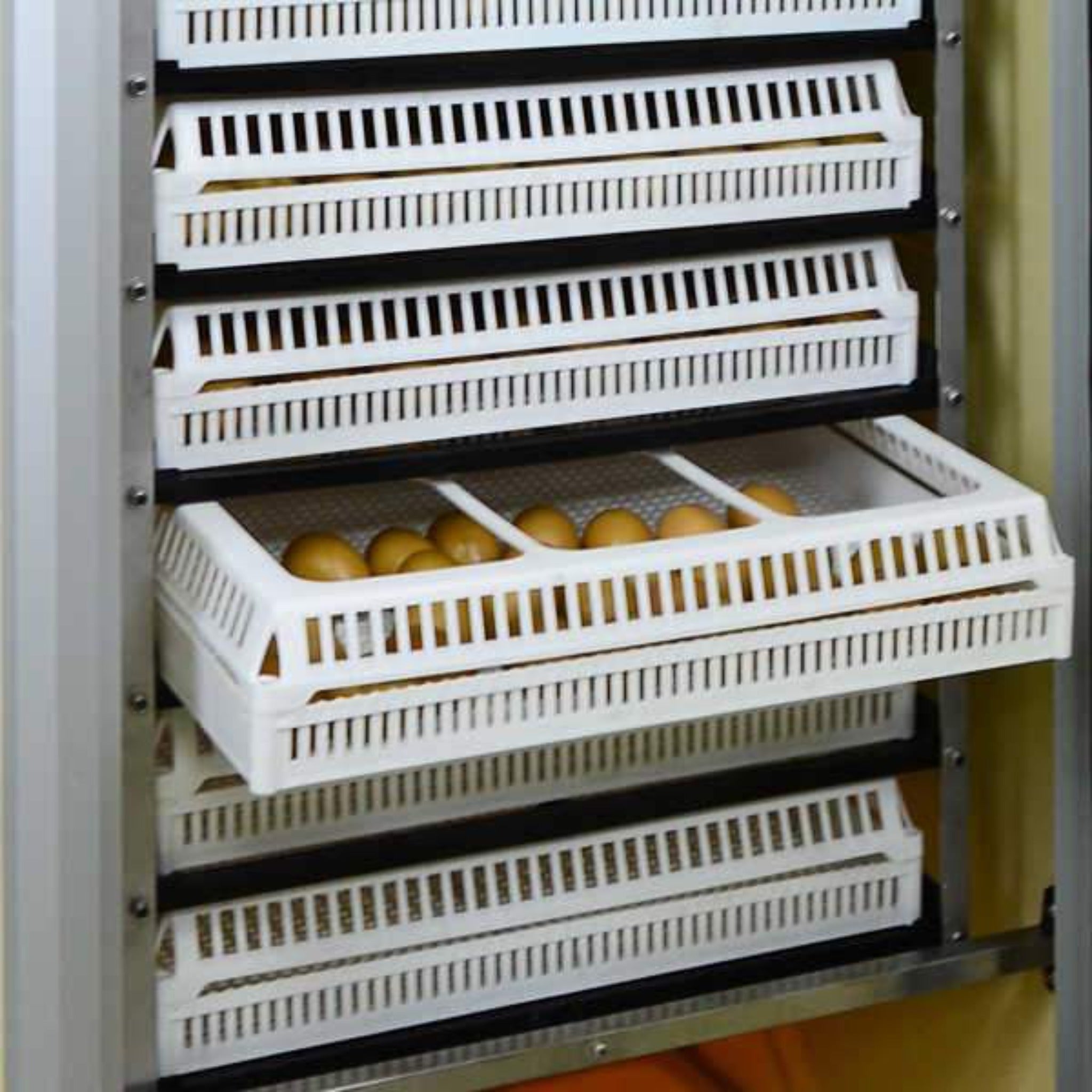 Hatching Time CImuka. Egg basket can be seen halfway out of incubator rack. Hatching basket has brown chicken eggs inside, visible through lid.