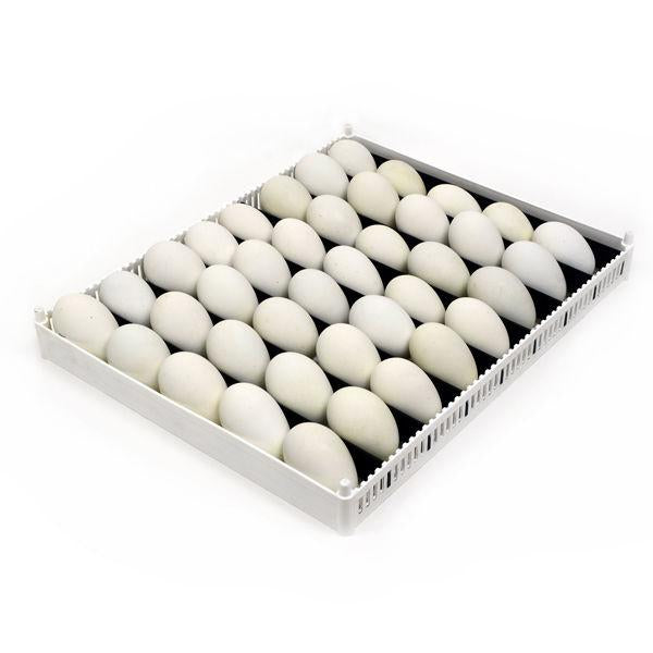 Adjustable Egg Setter Tray with Chicken Eggs