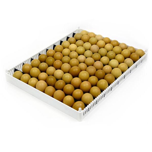 Universal Poultry Egg Setter Tray Filled with Eggs