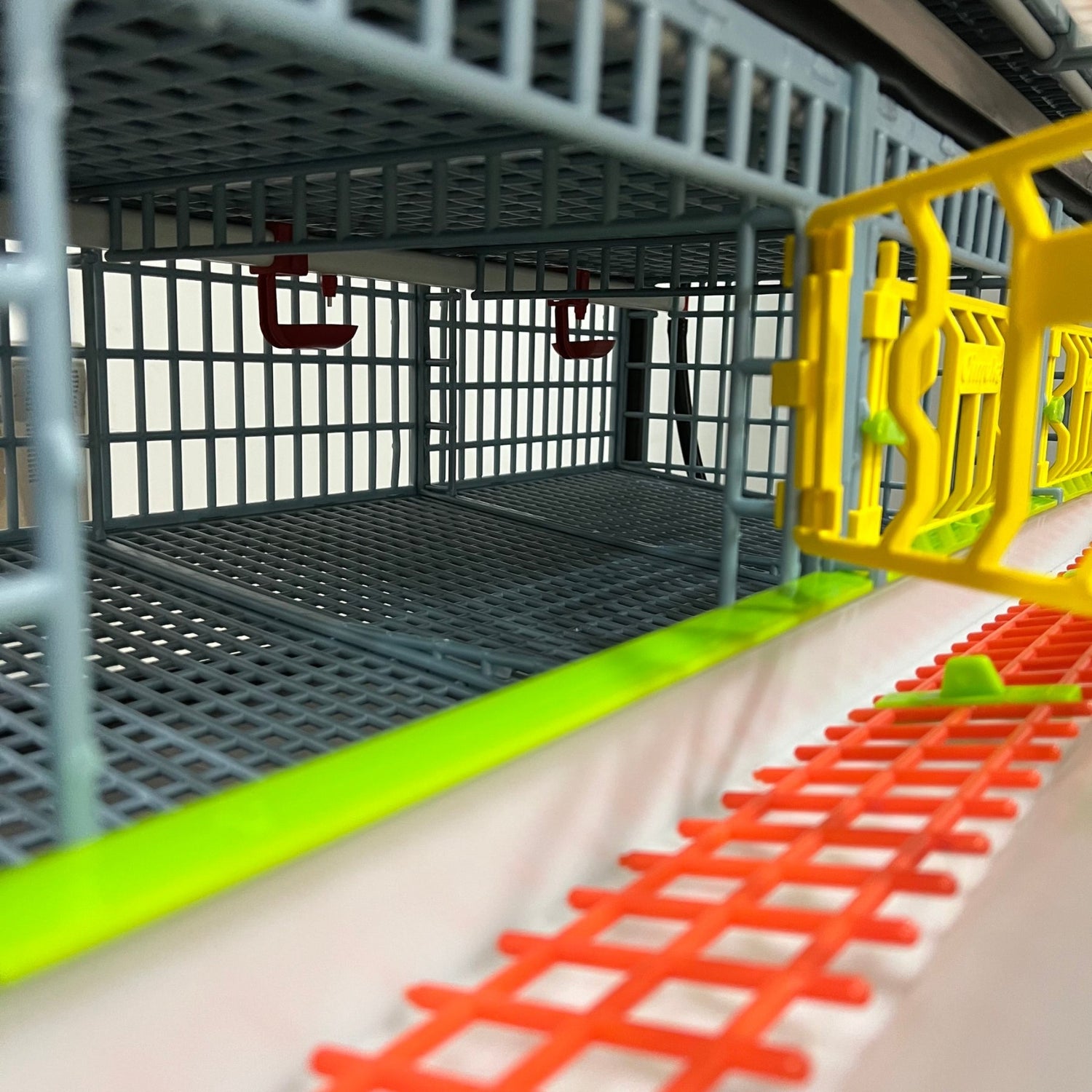 Hatching Time Cimuka. Interior view of quail cage with middle wall up.