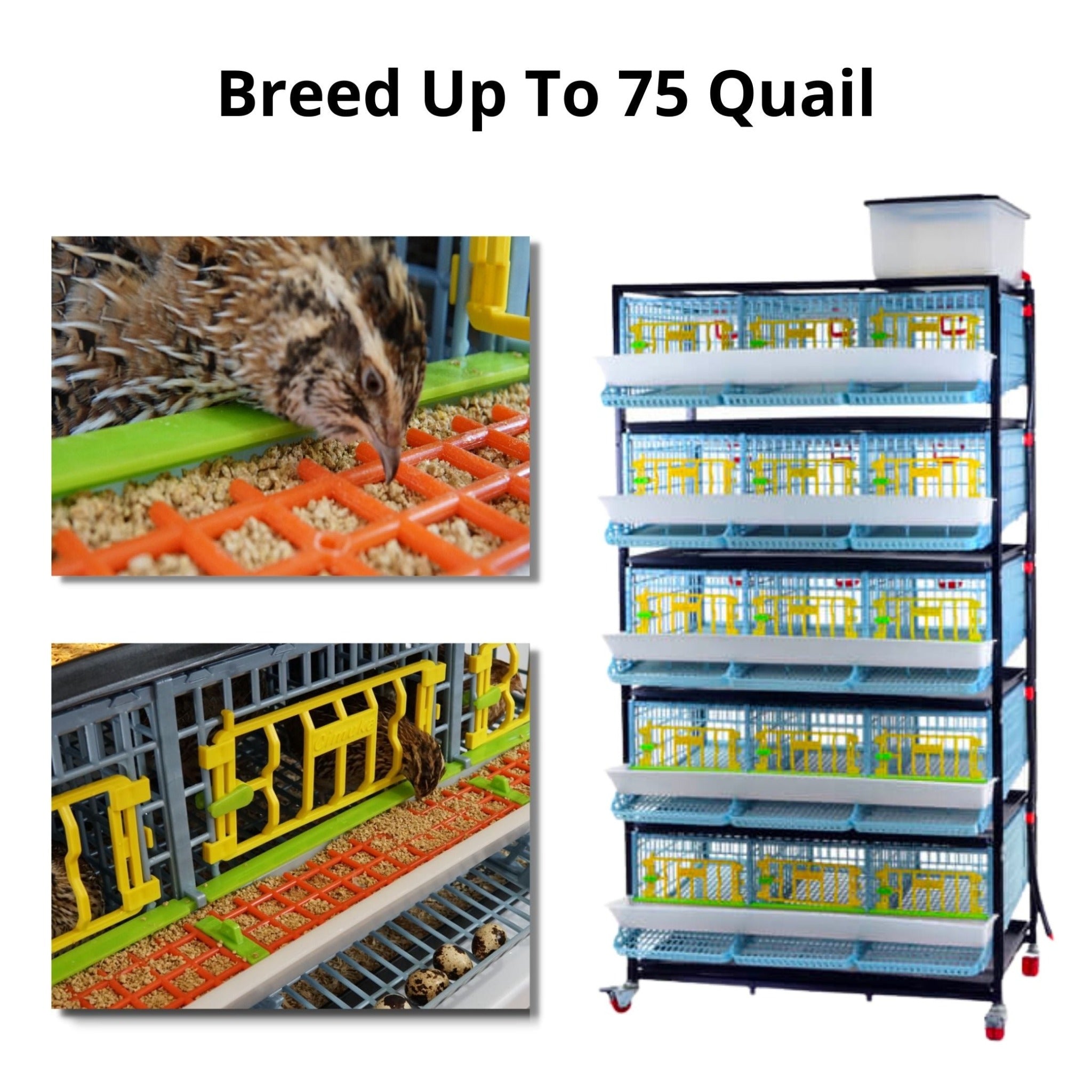 Hatching Time Cimuka 5 Layer Quail cage for breeding shown on the right of image. On the left are Coturnix quails eating from the mounted feeding troughs. Image states up to 75 quail can be bred in layer system.