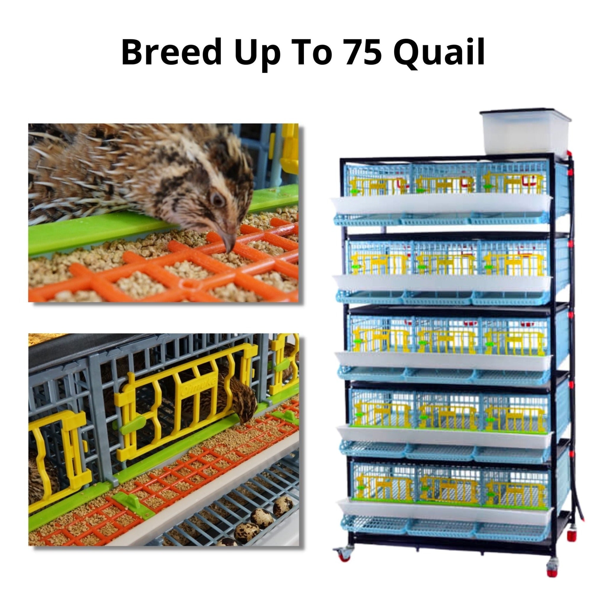 Hatching Time Cimuka. Image shows you can breed up to 75 quail with a 5 layer quail cage system. Image shows quail eating from feeding trough.