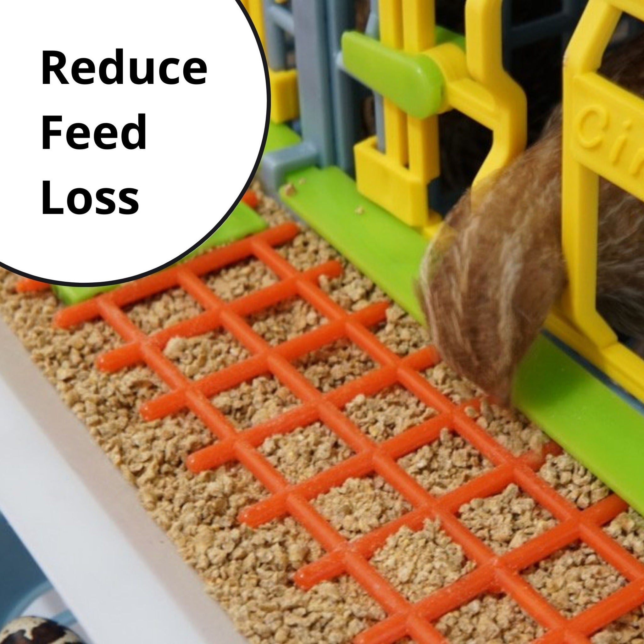 Hatching Time Cimuka. Reduced feed loss with smart-feeder grill shown in image. Quail eating from feeding trough equipped with smart-feed grill.