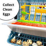 Hatching Time Cimuka. Collect clean eggs with roll out egg trays. Feeding trough and roll-out egg trays can be seen in image full of quail eggs ready to collect.