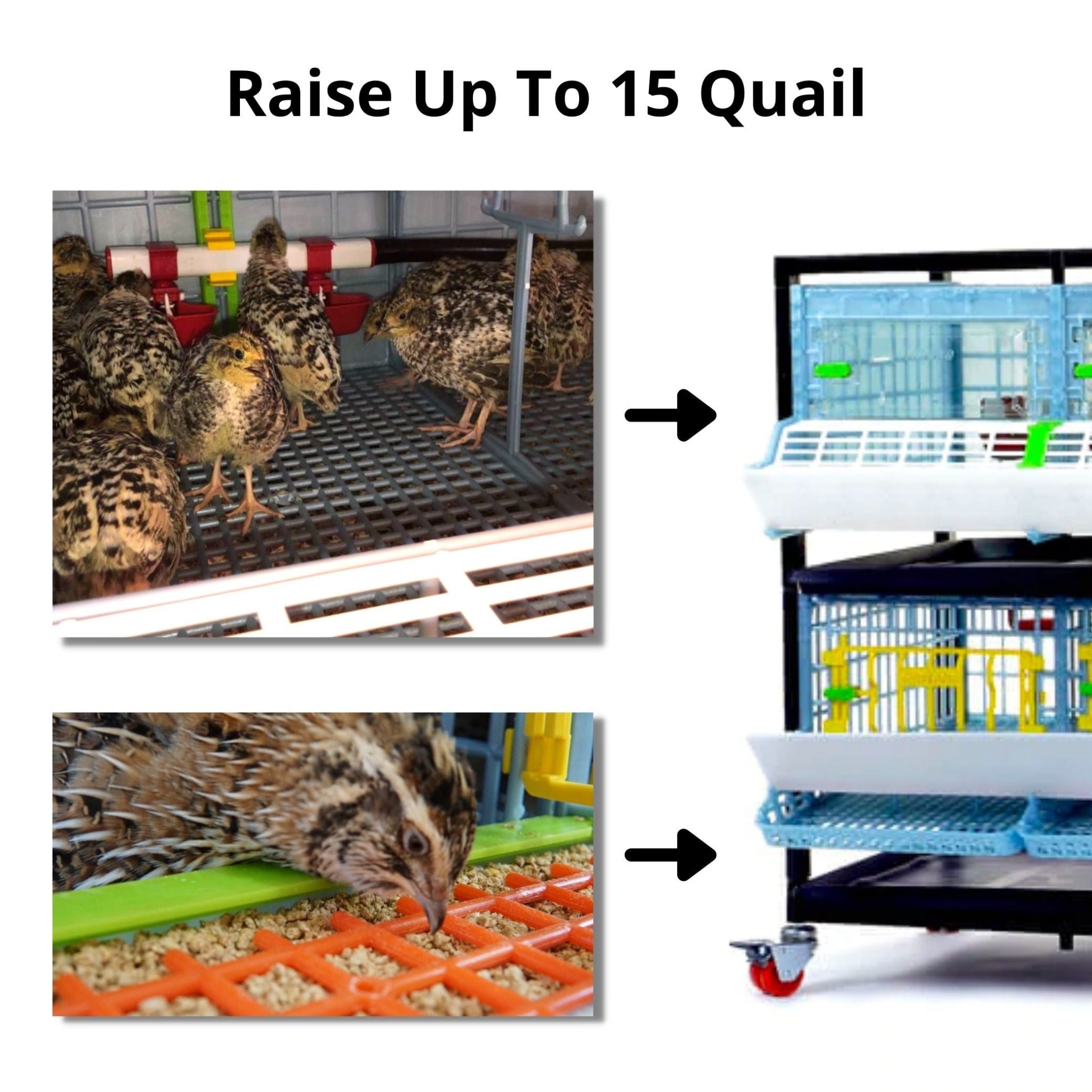 Hatching Time Cimuka. Image shows the life stages in which quail would go into the brooder and then the quail cage. Chicks go in the brooder, adult quail go in the quail cage. Text in image reads: Raise up to 15 Quail.
