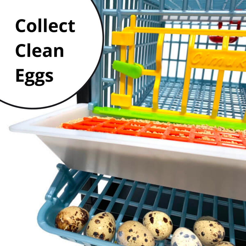 Quail Starter Kit Clean Egg Collection- Hatching Time