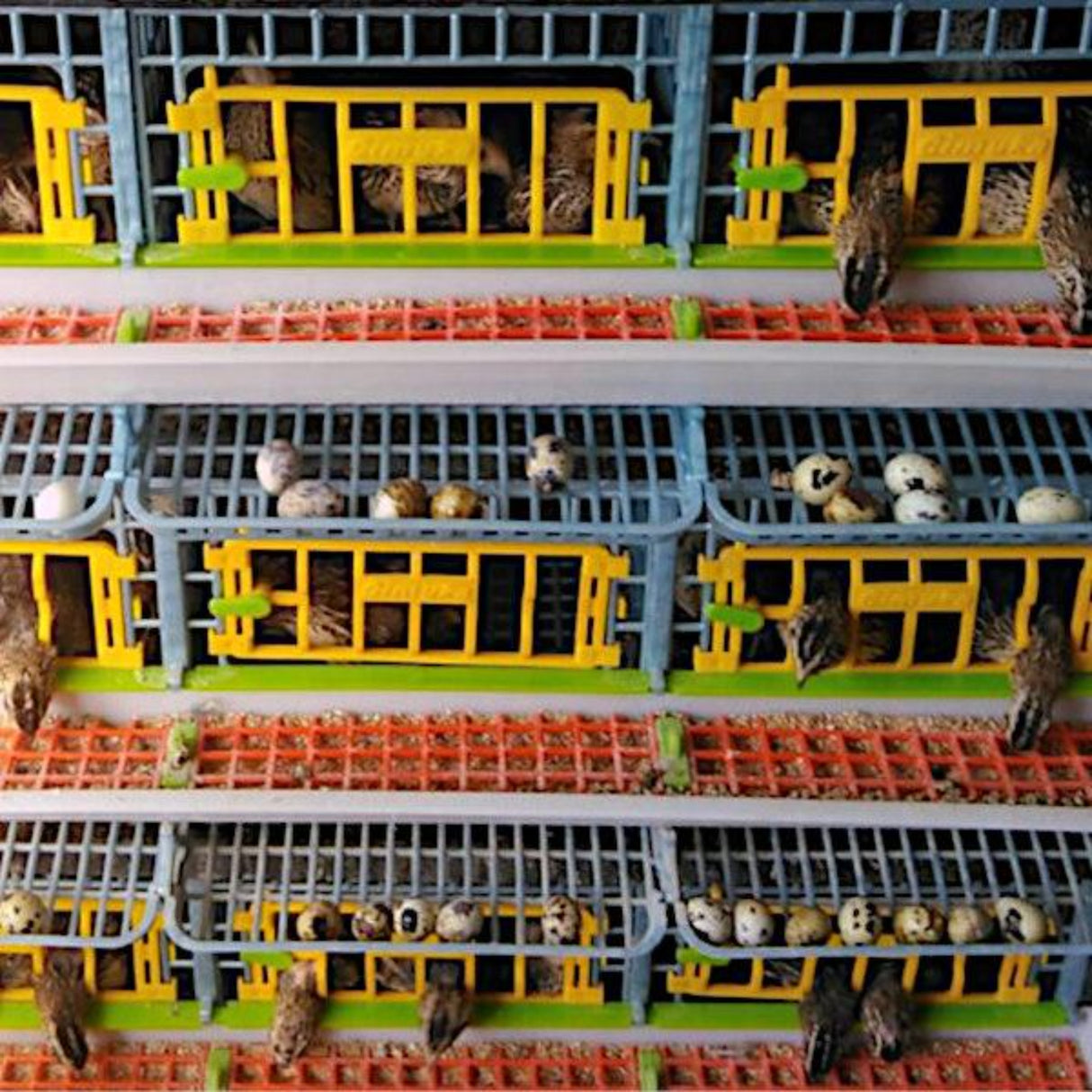 Hatching Time Cimuka. Quails can be seen in Quail cage assembly.  Quails can be seen eating from feeding troughs. Egg roll out trays seen with quail eggs.