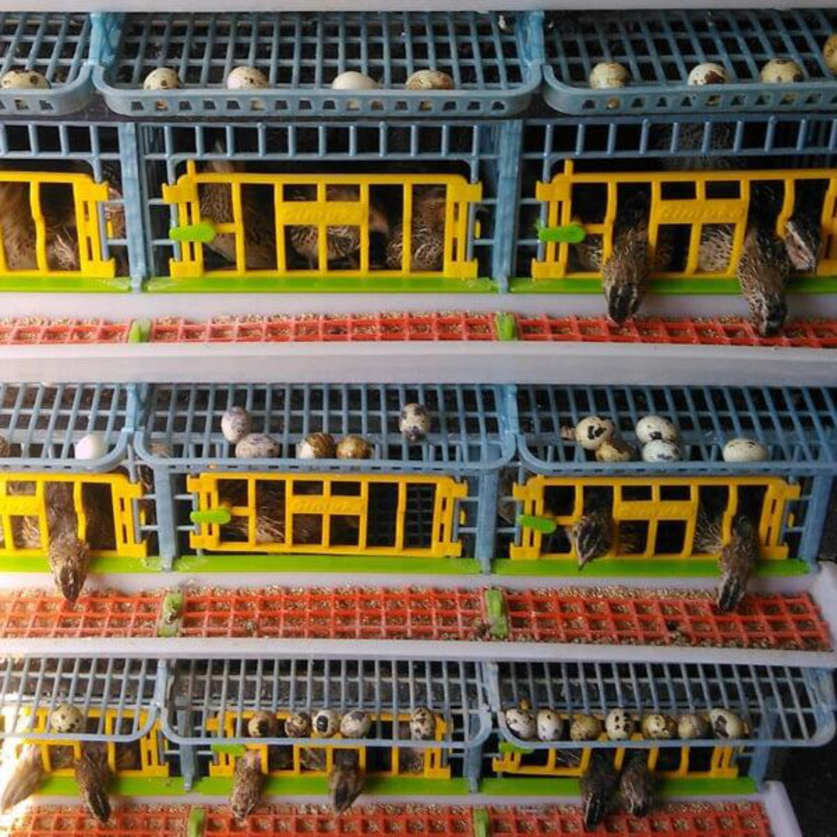 Quail Cage in Use. Quails can be seen eating from feeding trough. Hatching Time Cimuka- 3 layer