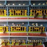 Quail Cage in Use. Quails can be seen eating from feeding trough. Hatching Time Cimuka- 3 layer