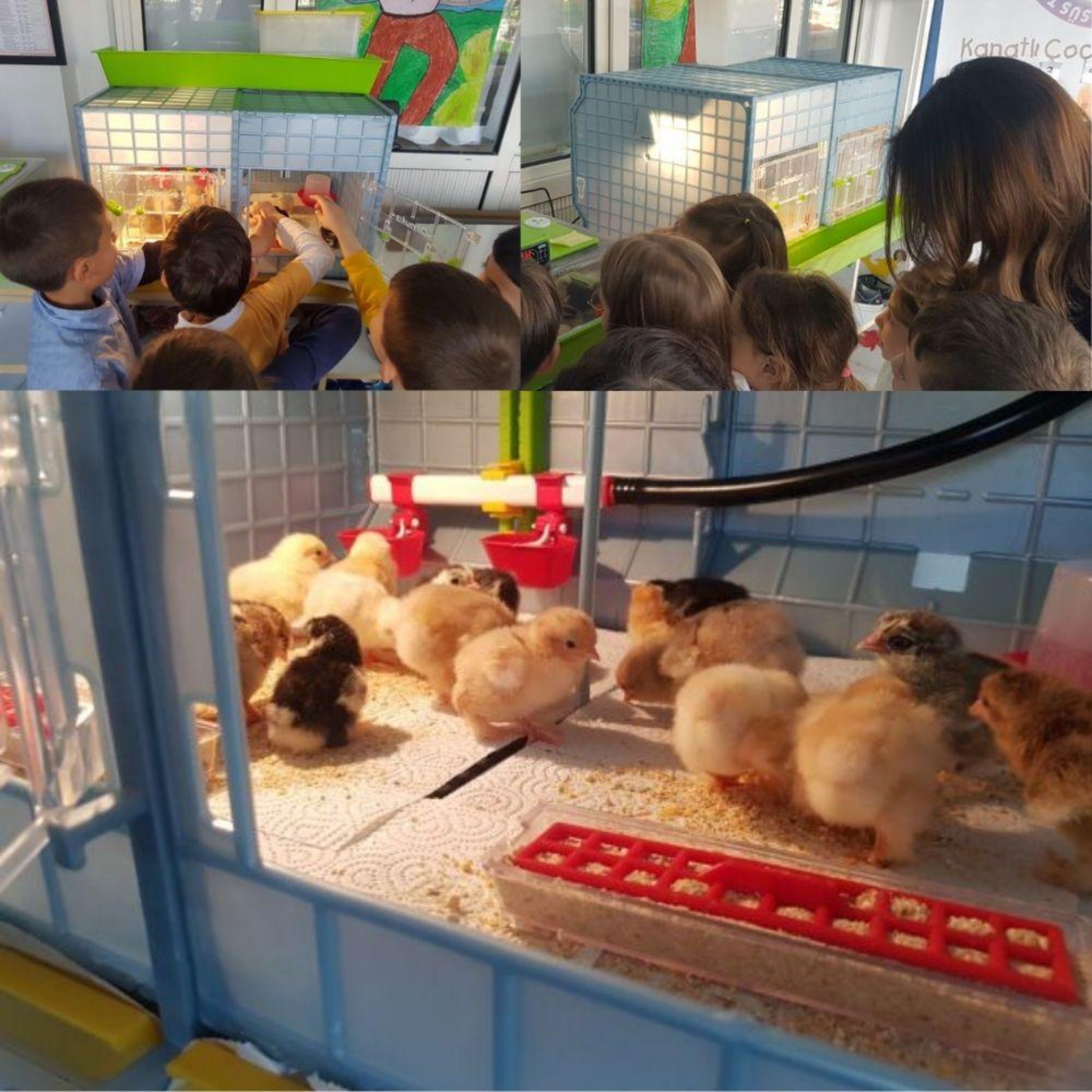 Hatching Time Cimuka images showing children petting chicks in brooder. Classroom space for poultry education.