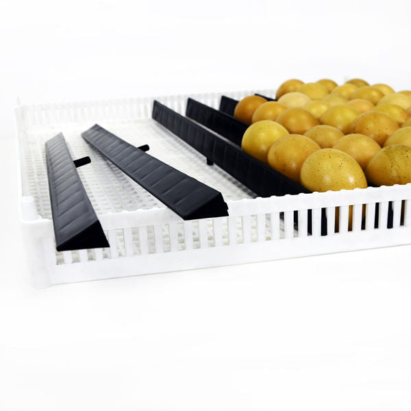 Separator inside Flexy80 Egg Setter Tray | Hatching Time